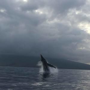 Meet your Posher, Jeanette